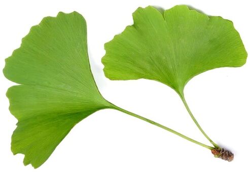 Insuvit contient du bilobe ginkgo